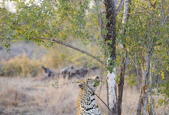 El momento en que un leopardo hambriento lucha por sacar una pitón muerta enredada en un árbol
