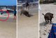 Ahora un jabalí que sale del mar y asusta a todos los bañistas (Video)