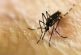 Extienden por más días prueba de detección de Zika