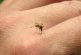 Ochenta por ciento de la ciudadanía podría tener Zika sin presentar síntomas