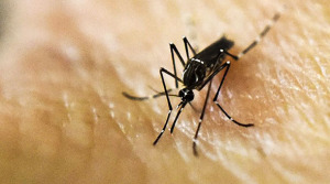 Conitnúa aumento de infecciones por zika en embarazadas
