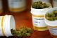 Avalan acciones legislativas para regular industria del Cannabis Medicinal