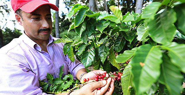 El Departamento de Agricultura continúa su misión para levantar la industria de café en la Isla