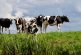 12 vacas murieron electrocutadas en el barrio Capaez de Hatillo