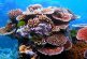 Desde Culebra: Trabajan para restaurar los arrecifes de coral