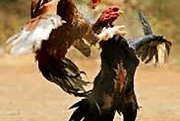 Piden a congresistas rechazar prohibición peleas de gallo en Puerto Rico
