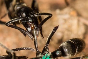 ¿Sabías que las hormigas “paramédicas” son las primeras en rescatar y sanar a sus compañeras heridas?