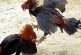 No pasa en la Cámara federal la prohibición de peleas de gallos